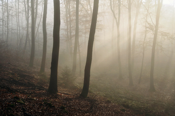 Sonne von Osten