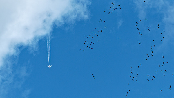 Der Kranich fliegt wieder.