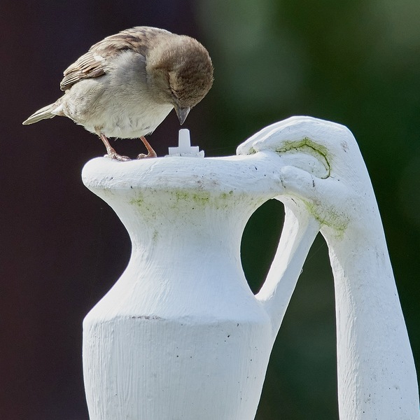 "Gibt's hier nix zu trinken?!"