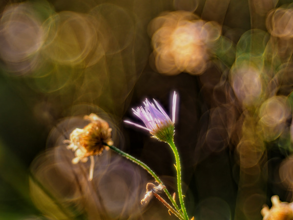 Nachmittags im Garten 1