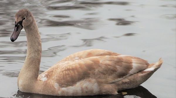 junger Höckerschwan