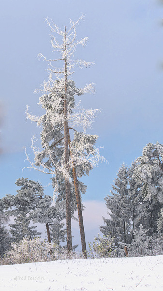 Wald Winter 2020 005