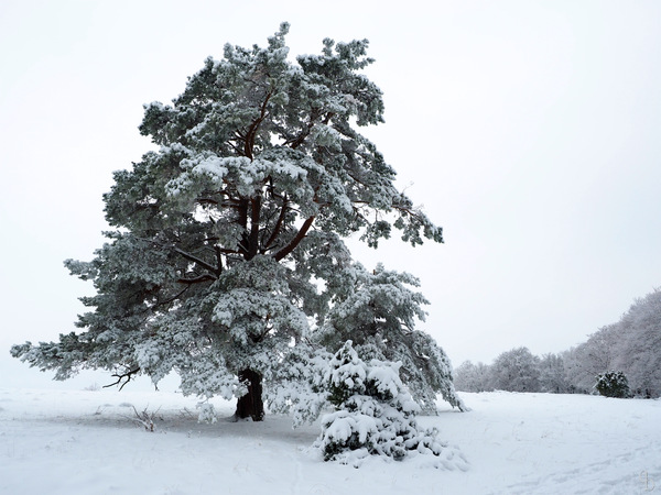 Winterliche Kiefer