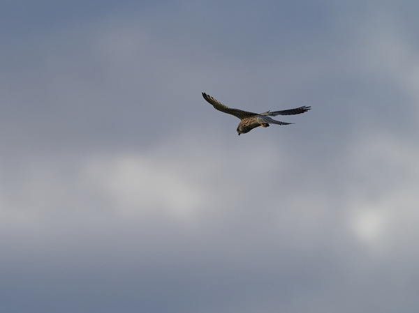 Turmfalke II