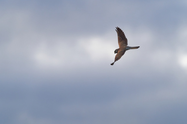 Turmfalke I