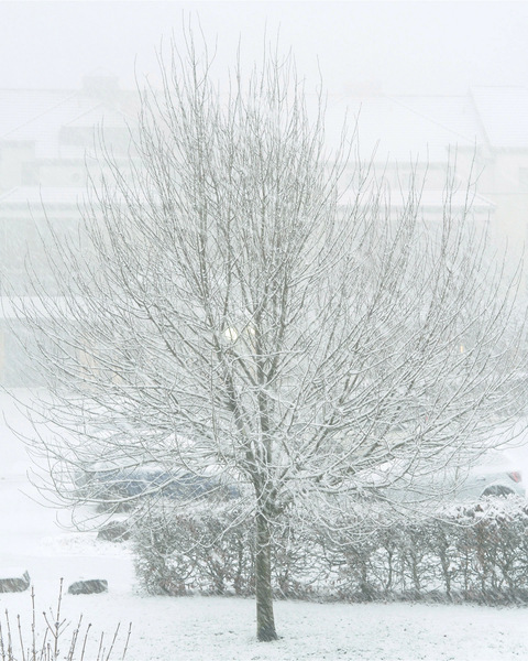 Schneefall ...