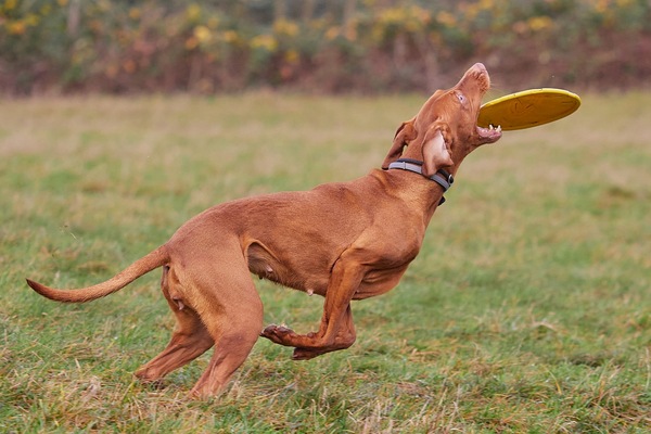 Dog Frisbee: Hit!
