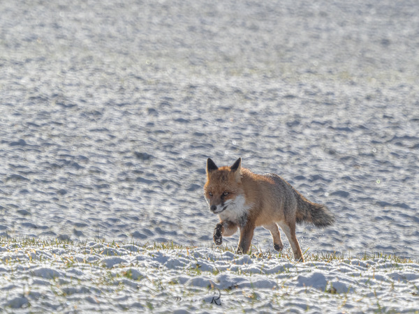 Fuchs