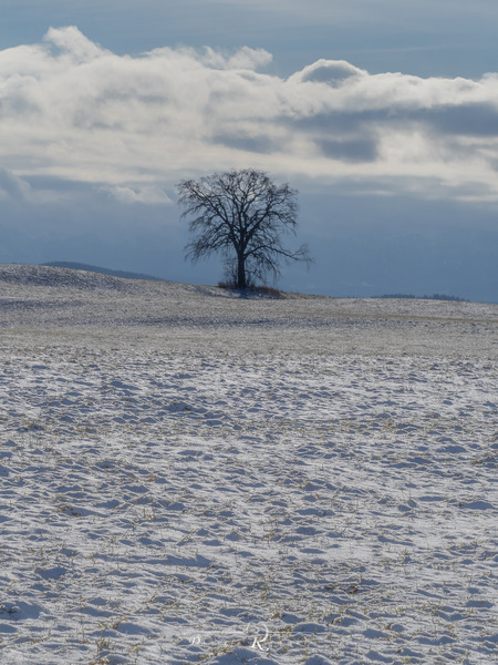 A Baum