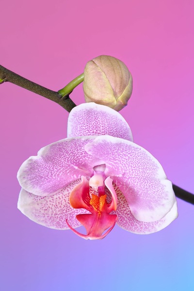 Phalaenopsis