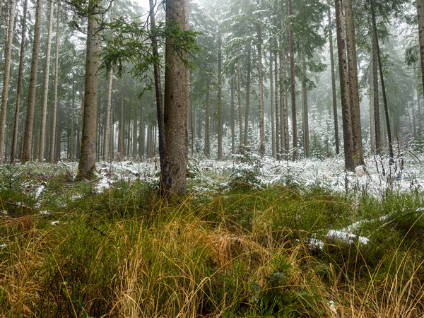 im Wald