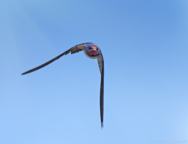BIF - Rauchschwalbe (Hirundo rustica)