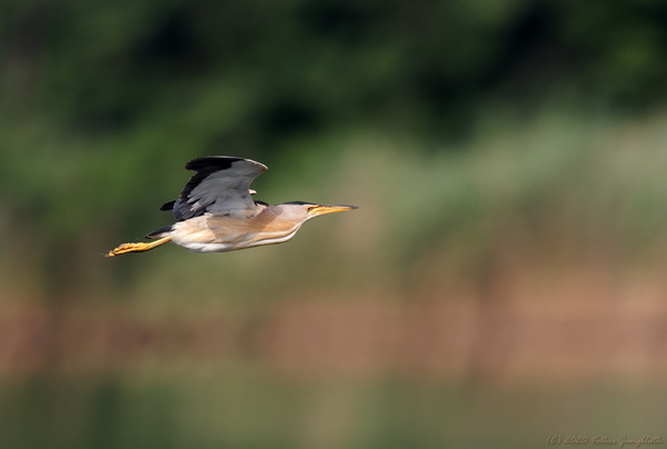 Zwergdommel (Little Bittern)