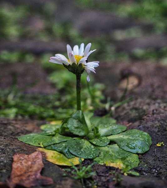 Gänseblümchen.JPG