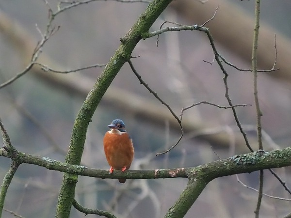 Gestatten, Eisvogel mein Name