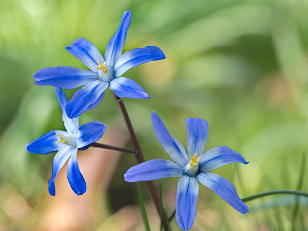 Blaue Sterne