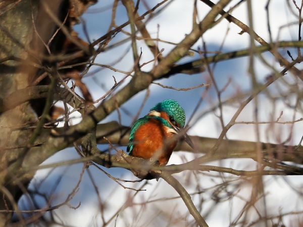 Eisvogel (Männchen)