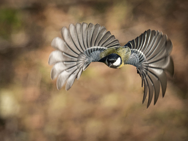 Flugstudien 2