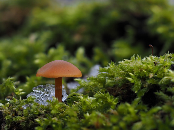 Pilz und Eis.jpg