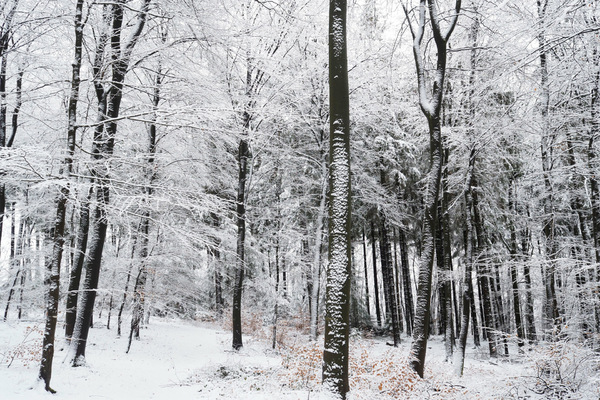 Schneewald