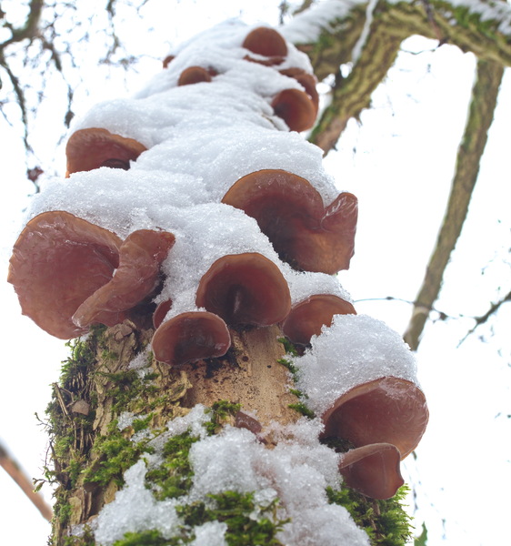 Judasohren im Schnee