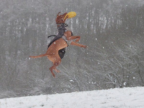 Dog Frisbee: Chasing Highs ...