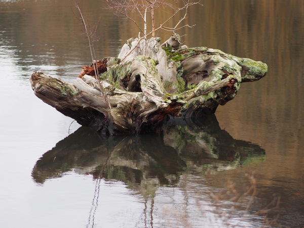 Baumwurzelspiegelung