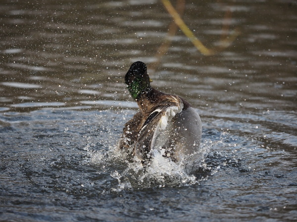Erpel beim Wasserballett