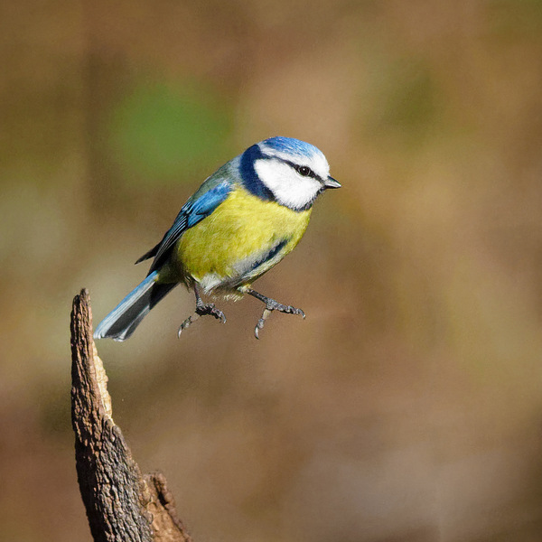 Flugstudien 4
