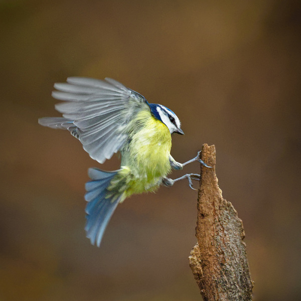 Flugstudien 6