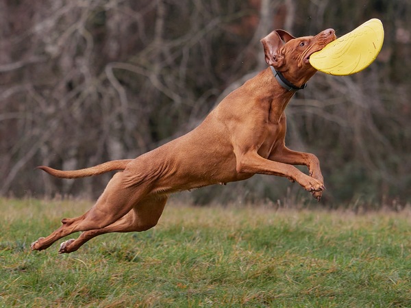 Dog Frisbee: Vizsla on track! #4
