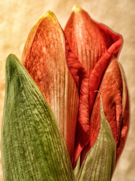 Amaryllis