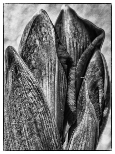 Amaryllis