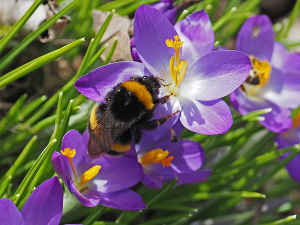 Dunkle Erdhummel