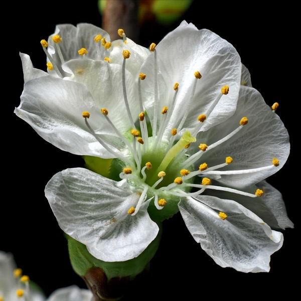 Blüte