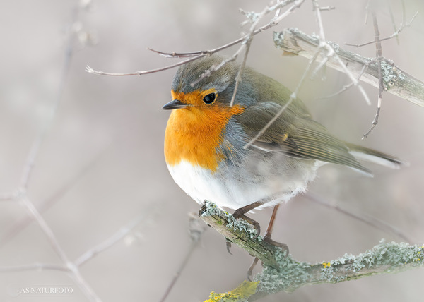Rotkehlchen (Erithacus rubecula)