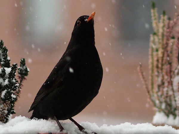 Amsel (m)