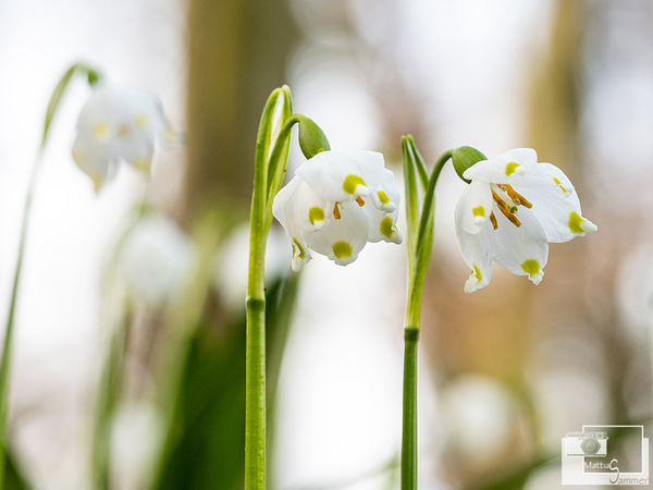 Frühlingsknotenblume, Märzenbecher, Märzbecher oder Großes Schneeglöckchen genannt