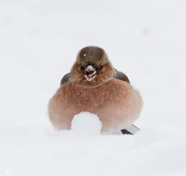 * Kleine Eiszeit -022021-01 pb *