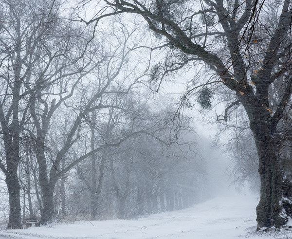 Allee im Schneesturm.jpg