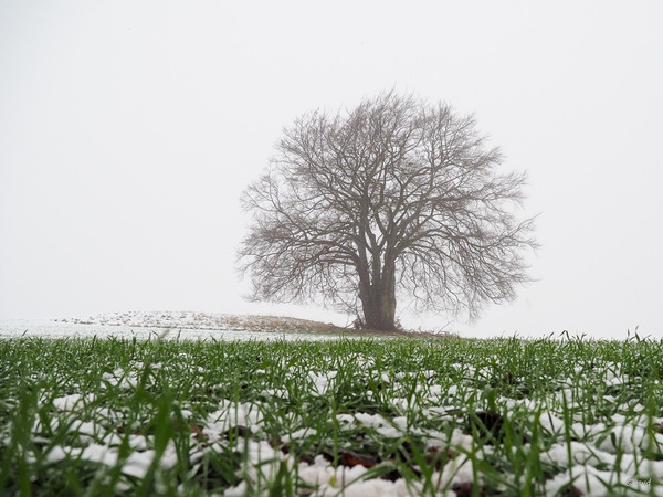 Schneeschmelze