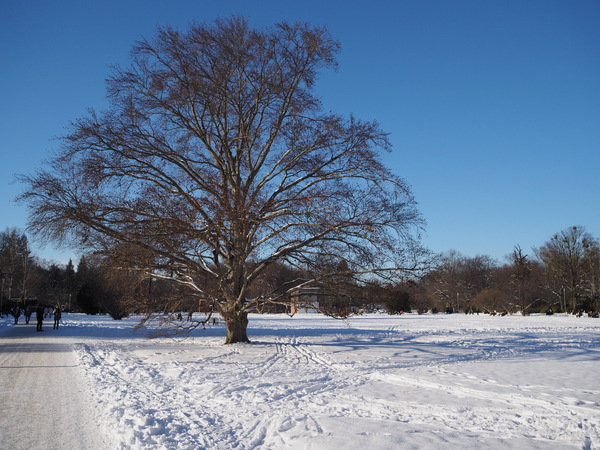 Dresden - Großer Garten - Baum