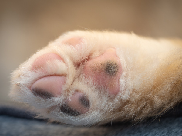 Footprint