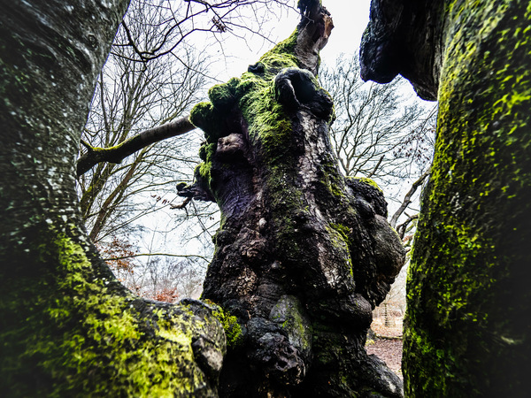 Trees-3.jpg