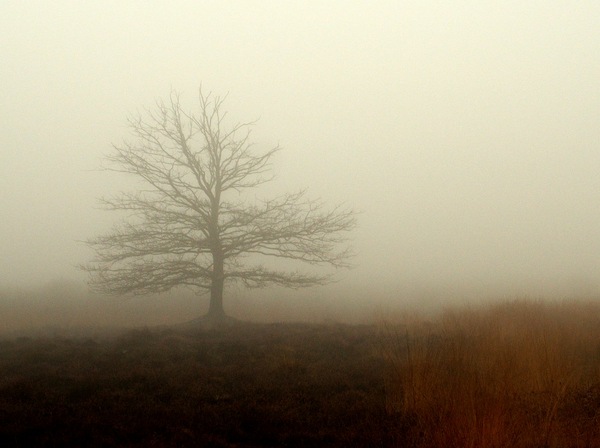 Nebel-Baum