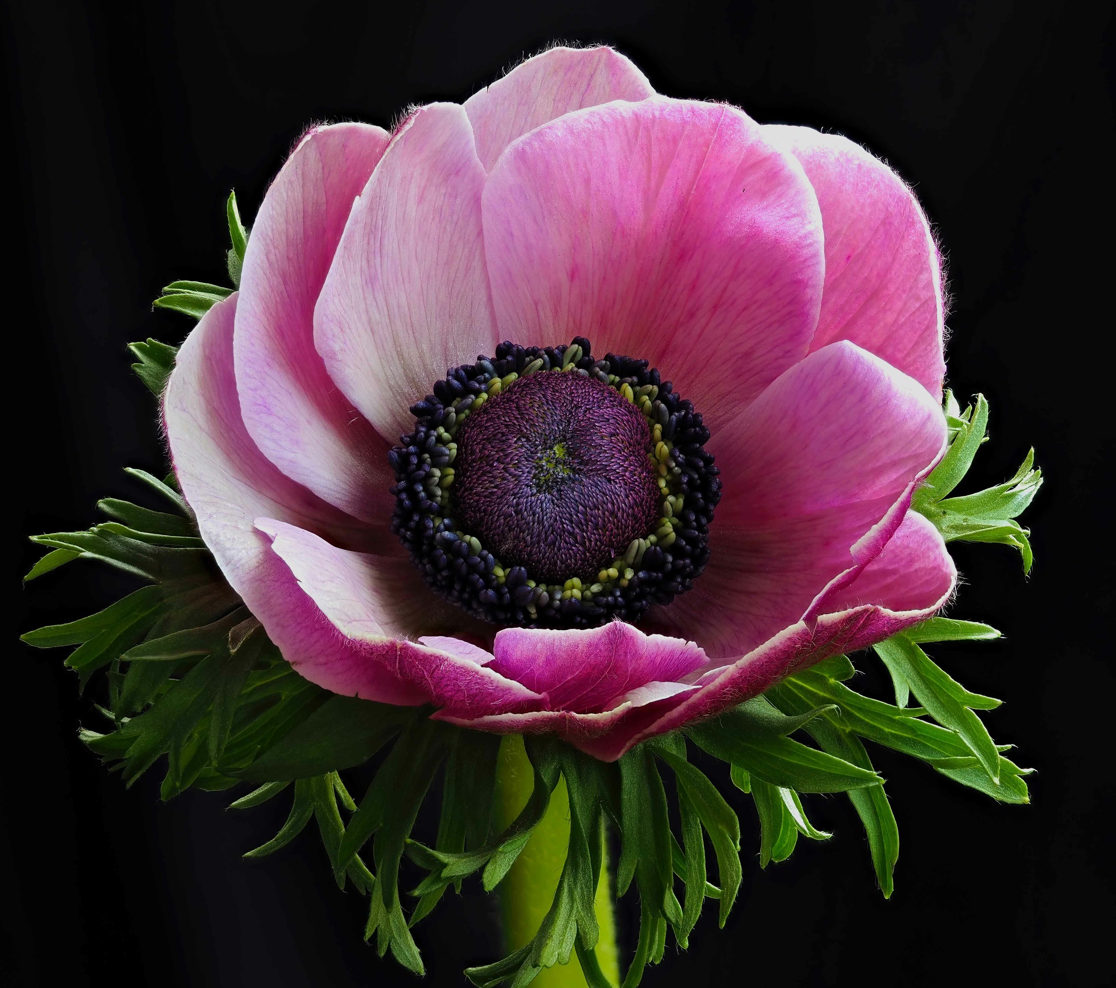 Anemone 1