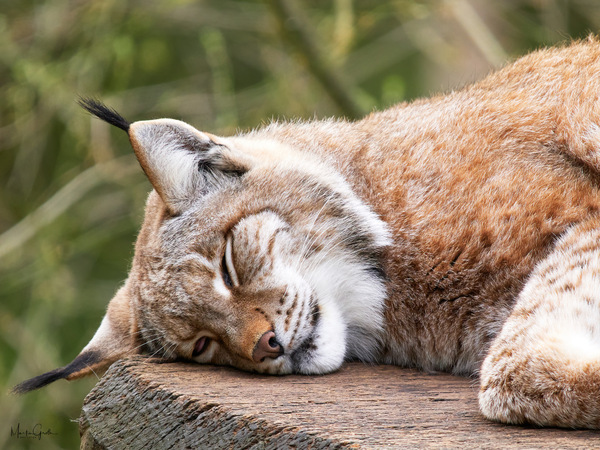 In der Ruhe liegt die Kraft!