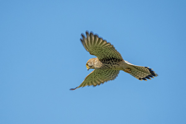 turmfalke II  f K0015388.jpg