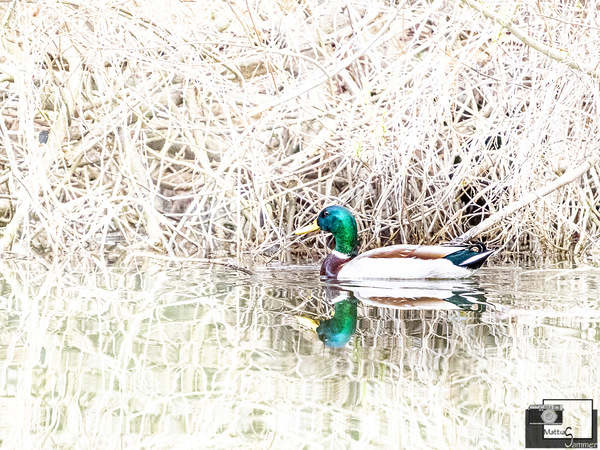 Stockente 1