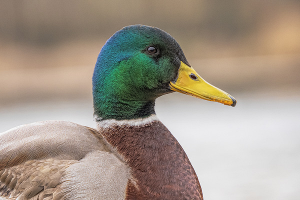 nur ne ente  vf K0010942.jpg
